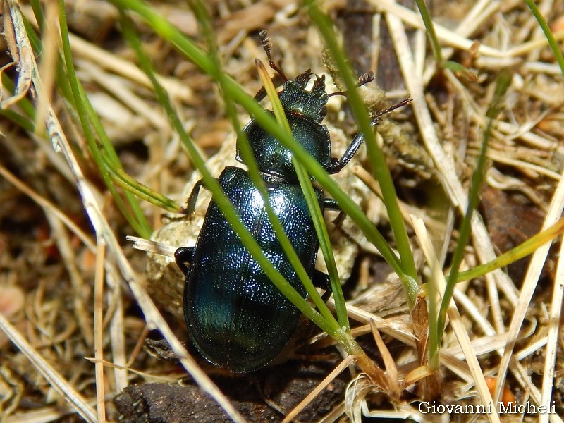 Carabus olympiae? No, Platycerus caraboides, femmina (Lucanidae)